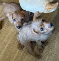 Buddy, a male Poodle - Toy  and Chipoo for sale in Canton, TX – 1 of 2