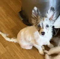 Silverbelle, a female Pomapoo and Pomeranian for sale in Canton, TX – 2 of 2