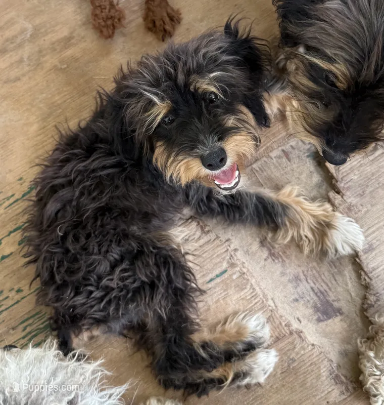 Scout – Poodle - Toy , Miniature Aussiedoodle puppy for sale in Canton, TX