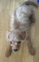 Buddy, a male Poodle - Toy  and Chipoo for sale in Canton, TX – 2 of 2