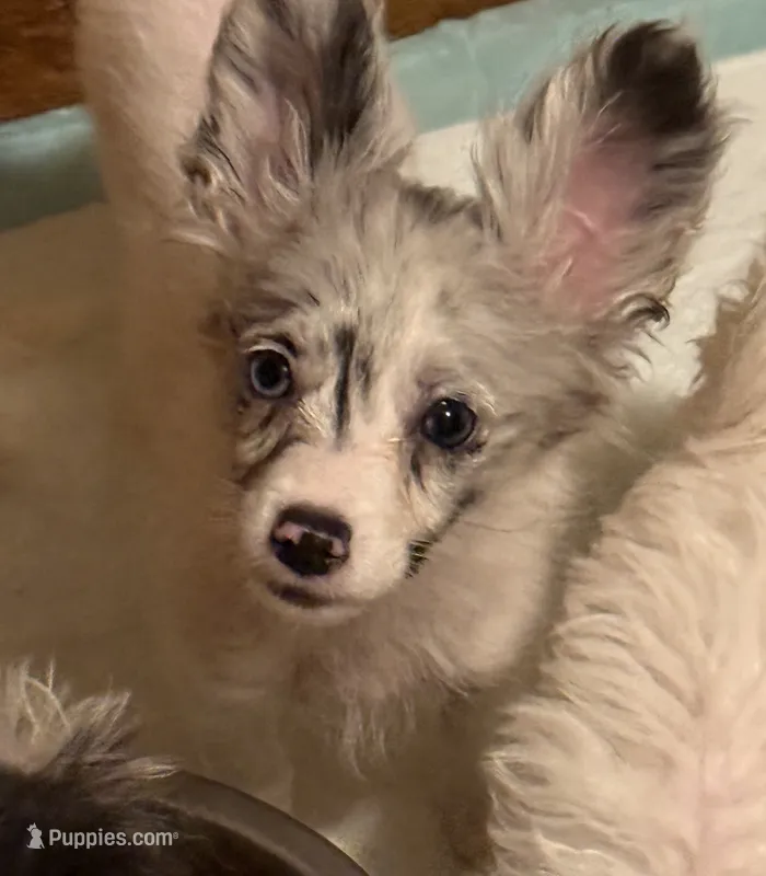 Silverbelle – Pomapoo, Pomeranian puppy for sale in Canton, TX
