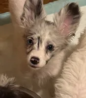 Silverbelle, a female Pomapoo and Pomeranian for sale in Canton, TX – 1 of 4