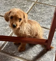 Buddy, a male Poodle - Toy  and Chipoo for sale in Canton, TX – 3 of 3
