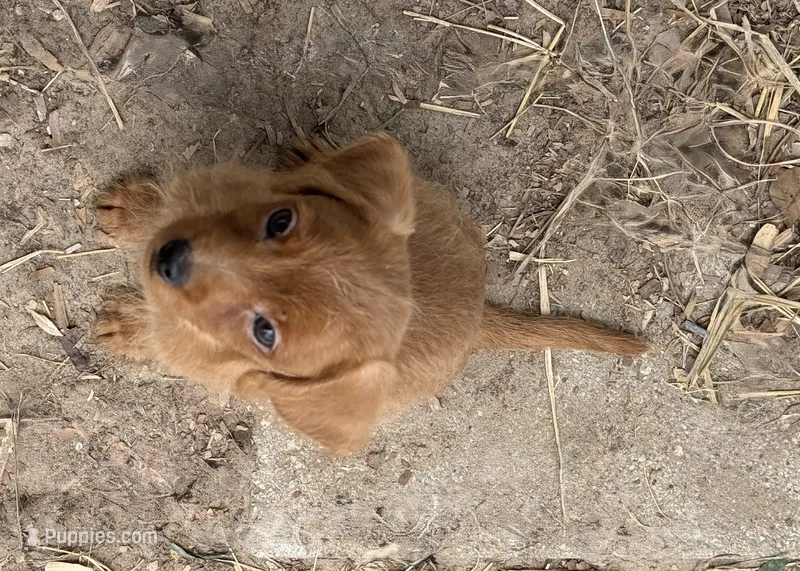 Rascal – Chihuahua, Chipoo puppy for sale in Canton, TX