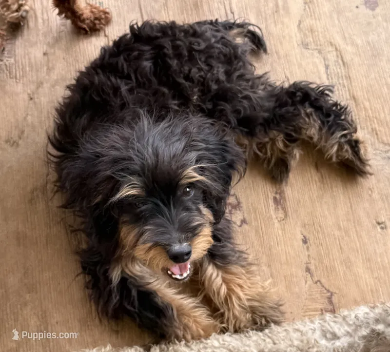Raven – Poodle - Toy , Miniature Aussiedoodle puppy for sale in Canton, TX