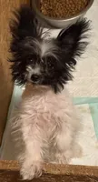 Little diamond, a female Pomapoo and Pomeranian for sale in Canton, TX – 3 of 4