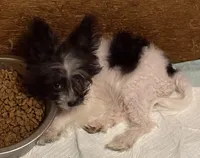 Little diamond, a female Pomapoo and Pomeranian for sale in Canton, TX – 2 of 4