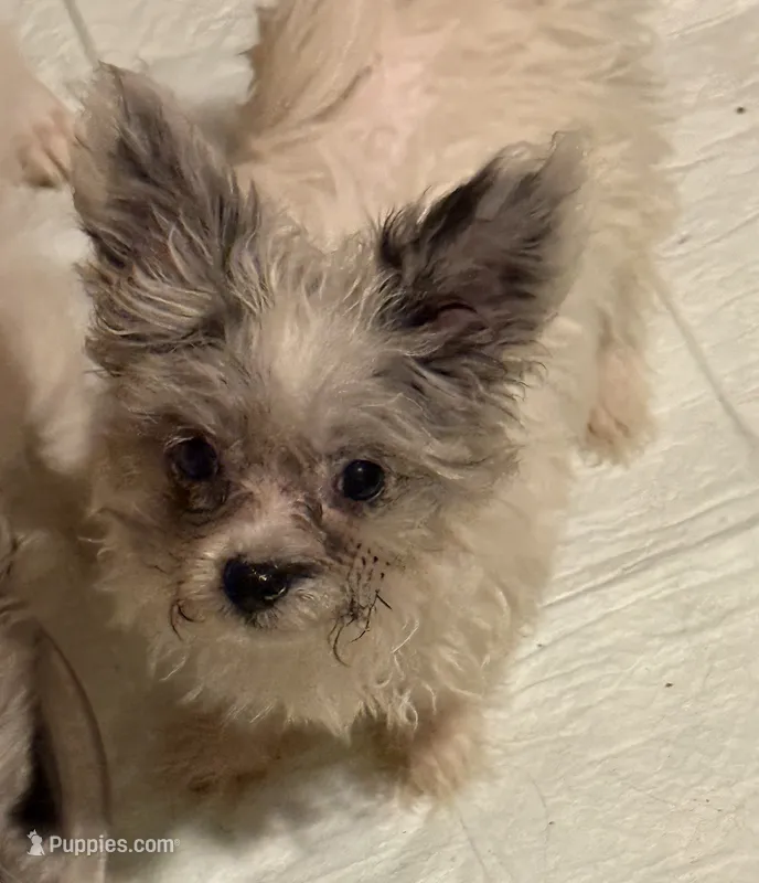 Sugar – Pomapoo puppy for sale in Canton, TX