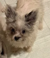 Sugar cube, a female Pomapoo for sale in Canton, TX – 1 of 2