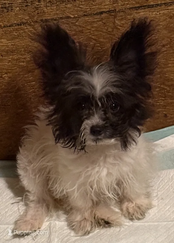 Little diamond – Pomapoo, Pomeranian puppy for sale in Canton, TX