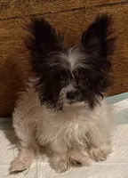 Little diamond, a female Pomapoo and Pomeranian for sale in Canton, TX – 1 of 4