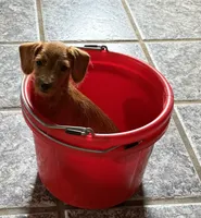 Rascal, a male Chihuahua and Chipoo for sale in Canton, TX – 3 of 3