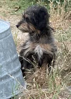 Pepper, a male Poodle - Toy  and Miniature Aussiedoodle for sale in Canton, TX – 1 of 1