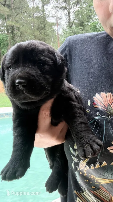 Plum – Labrador Retriever puppy for sale in Pineville, LA