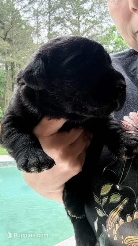 Chevy – Labrador Retriever puppy for sale in Pineville, LA
