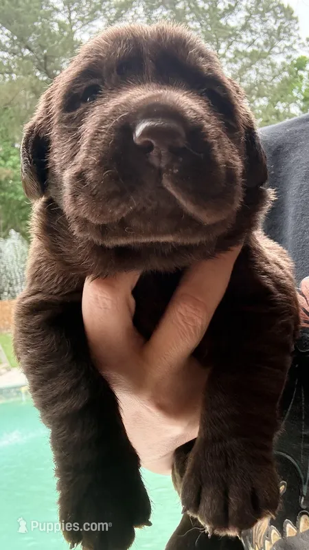 Teddy – Labrador Retriever puppy for sale in Pineville, LA