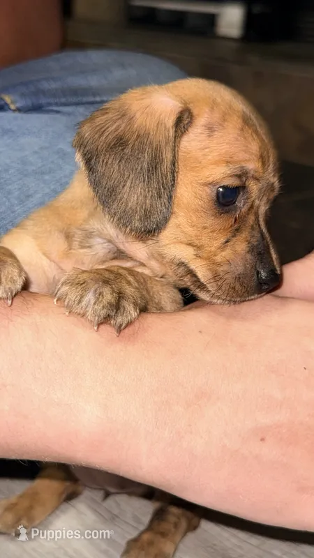 Maple – Miniature Dachshund puppy for sale in Pineville, LA