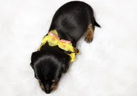 Willow, a female Miniature Dachshund for sale in Pineville, LA – 2 of 2
