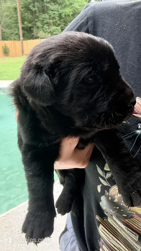 Peaches – Labrador Retriever puppy for sale in Pineville, LA