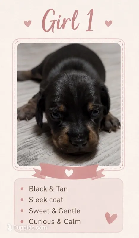 Willow  – Miniature Dachshund puppy for sale in Pineville, LA