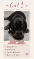 Willow , a female Miniature Dachshund for sale in Pineville, LA – 1 of 1