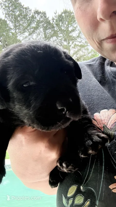 Tippy – Labrador Retriever puppy for sale in Pineville, LA