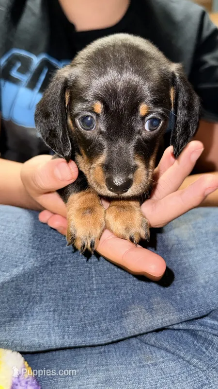 Willow – Miniature Dachshund puppy for sale in Pineville, LA
