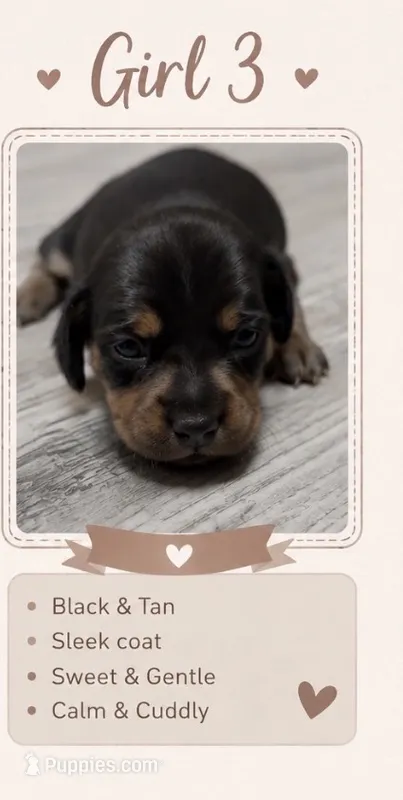 Mellow – Miniature Dachshund puppy for sale in Pineville, LA