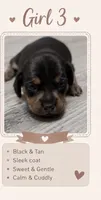 Mellow, a female Miniature Dachshund for sale in Pineville, LA – 1 of 1