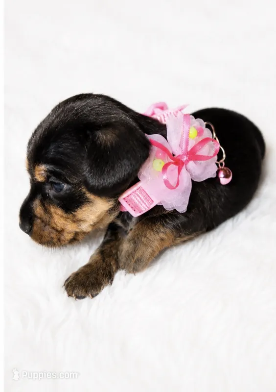 Mellow – Miniature Dachshund puppy for sale in Pineville, LA
