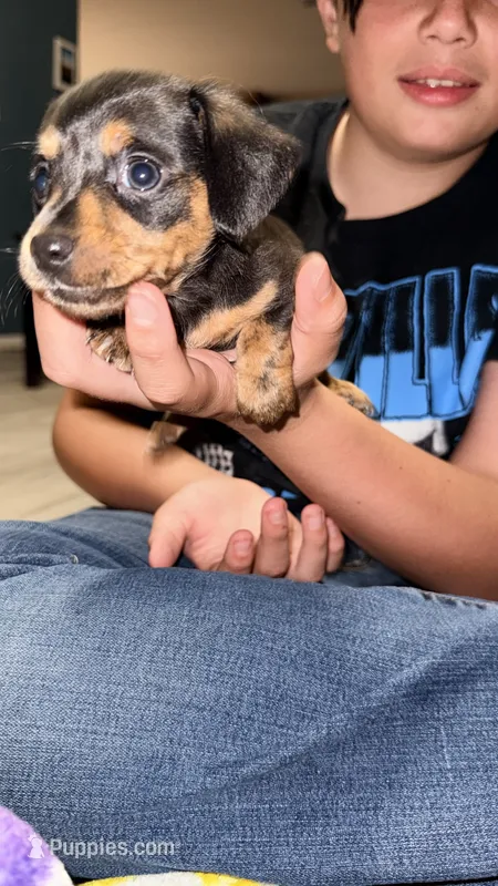 Mellow – Miniature Dachshund puppy for sale in Pineville, LA