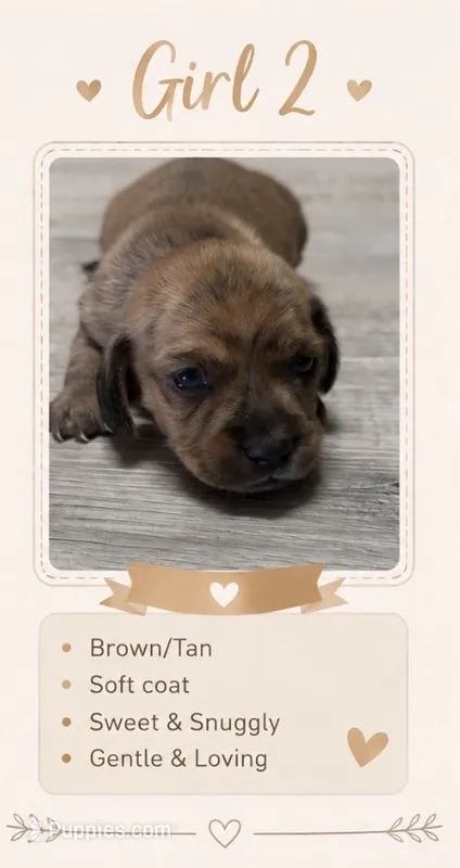 Maple – Miniature Dachshund puppy for sale in Pineville, LA