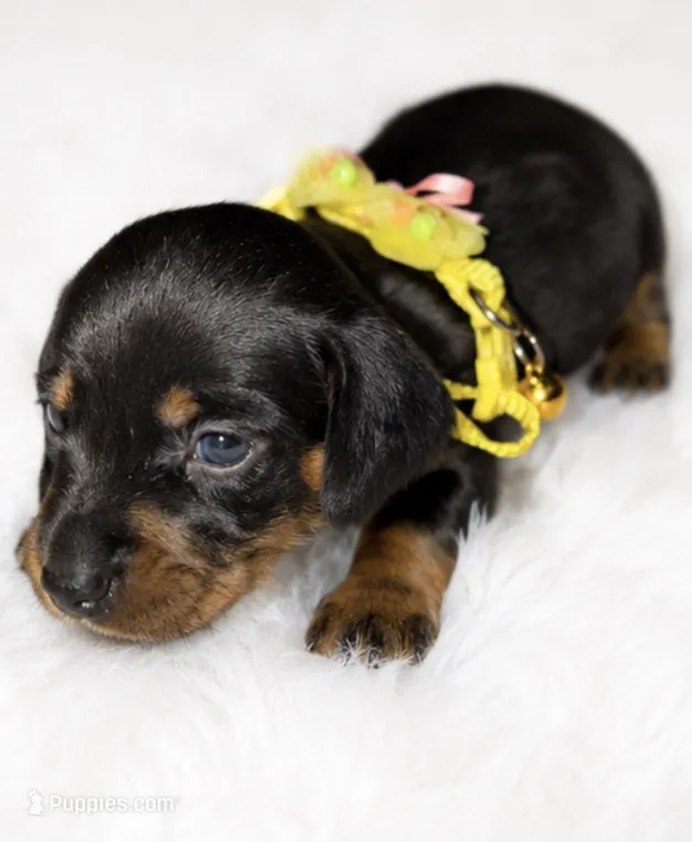Willow – Miniature Dachshund puppy for sale in Pineville, LA