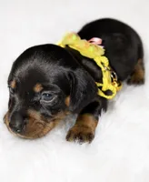Willow, a female Miniature Dachshund for sale in Pineville, LA – 1 of 2