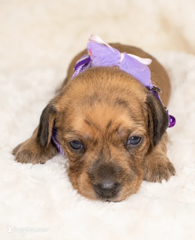 Maple – Miniature Dachshund puppy for sale in Pineville, LA