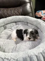 Sampson , a male Miniature Schnauzer for sale in Dalton, GA – 6 of 6