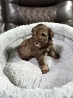 Brownie, a male Miniature Schnauzer for sale in Dalton, GA – 5 of 7