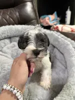 Sampson , a male Miniature Schnauzer for sale in Dalton, GA – 1 of 6