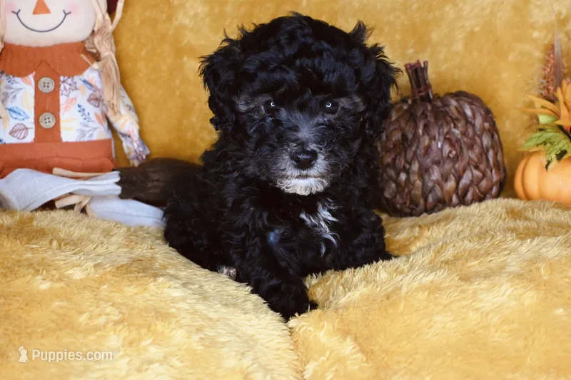 Cider – Poodle - Toy  puppy for sale in Dalton, GA