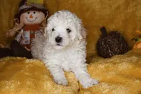 Russet, a male Poodle - Miniature  for sale in Dalton, GA – 2 of 9