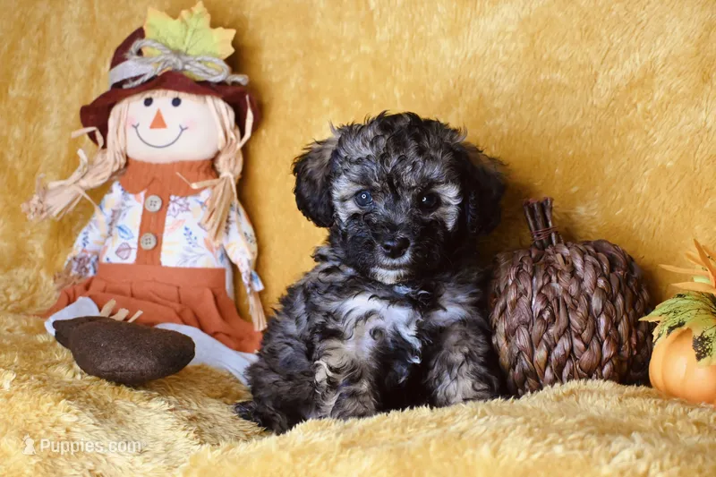 Hazel – Poodle - Toy  puppy for sale in Dalton, GA