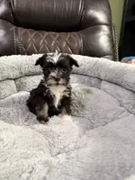 Bingo, a male Miniature Schnauzer for sale in Dalton, GA – 6 of 7
