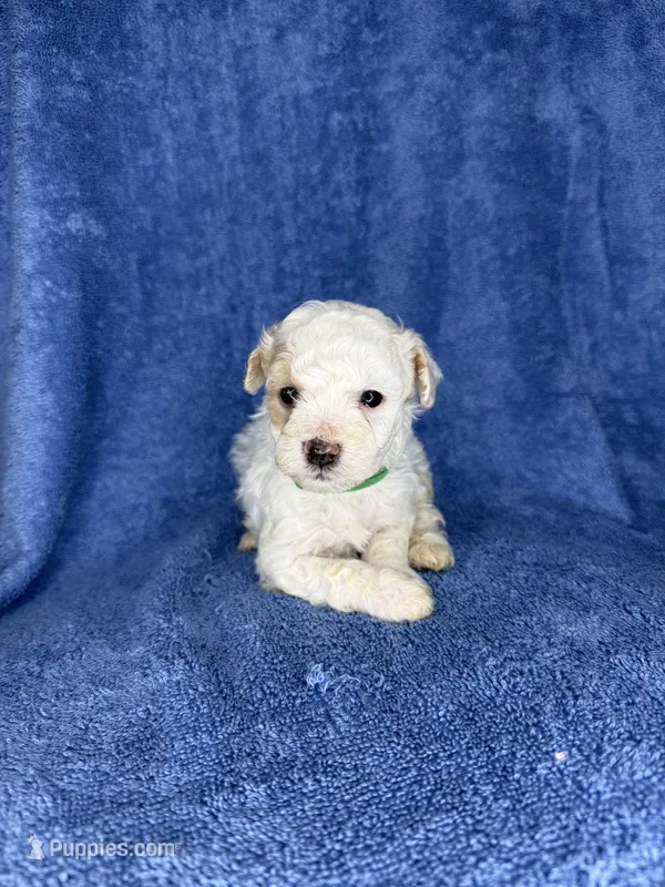 Oakley – Poodle - Toy  puppy for sale in Dalton, GA