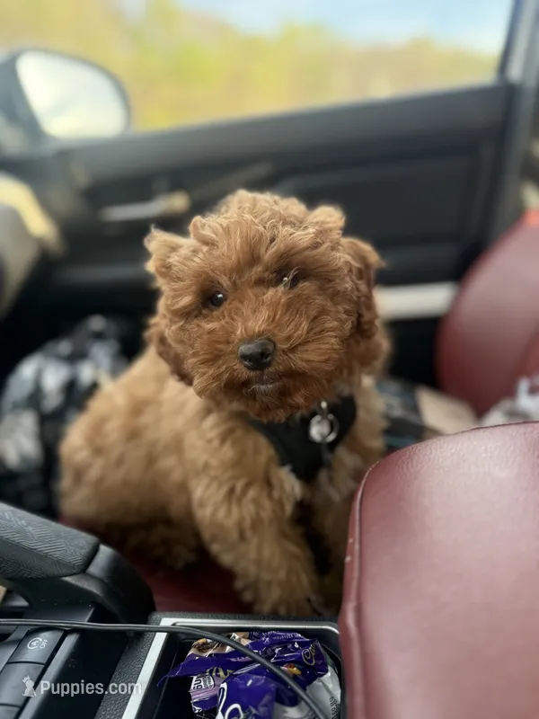 Copper – Poodle - Miniature  puppy for sale in Dalton, GA