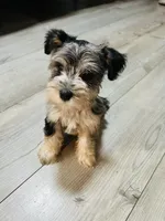 Blue, a male Miniature Schnauzer for sale in Dalton, GA – 2 of 3