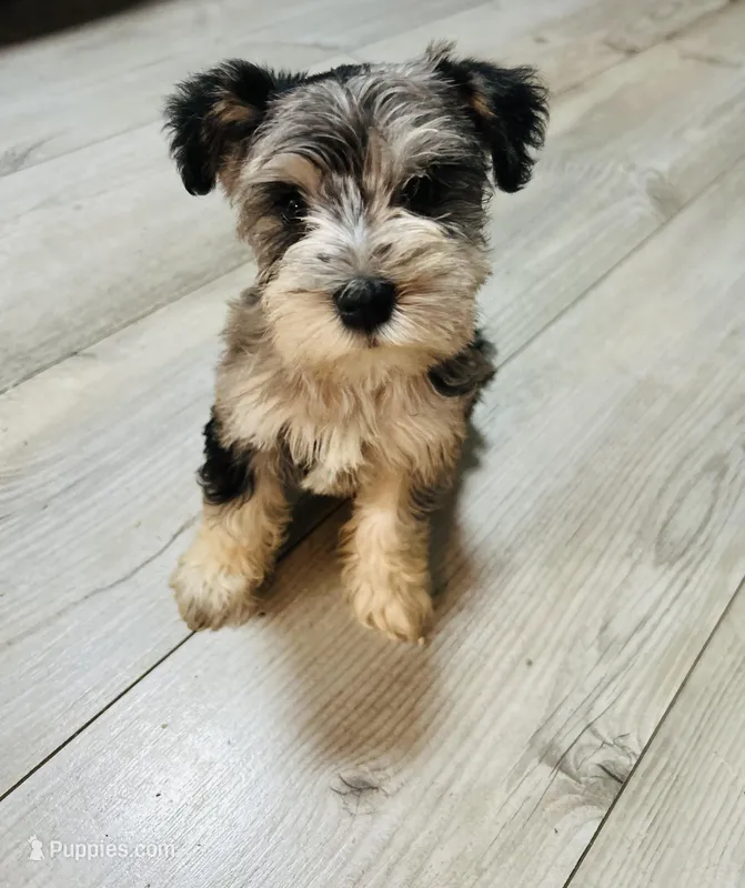 Blue – Miniature Schnauzer puppy for sale in Dalton, GA
