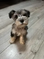 Blue, a male Miniature Schnauzer for sale in Dalton, GA – 3 of 3