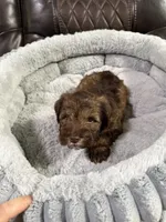 Brownie, a male Miniature Schnauzer for sale in Dalton, GA – 6 of 7