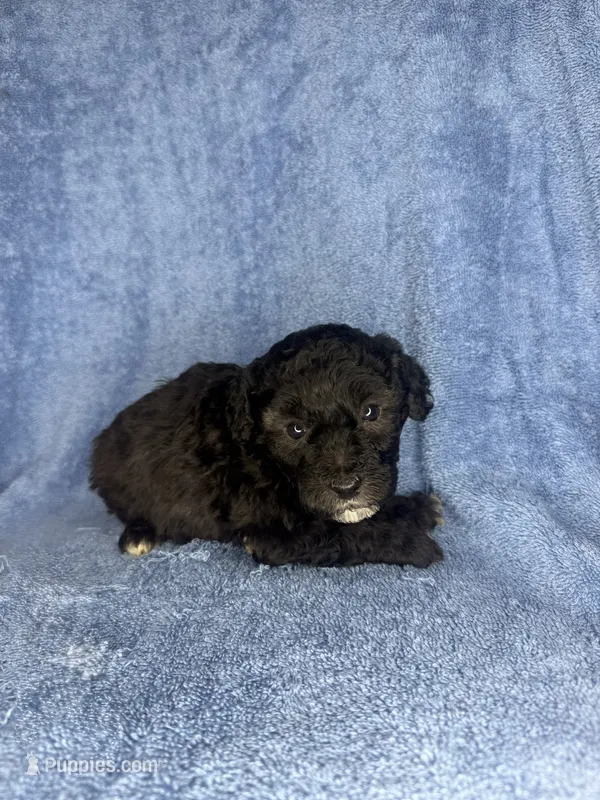 Cider – Poodle - Toy  puppy for sale in Dalton, GA