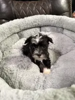 Bingo, a male Miniature Schnauzer for sale in Dalton, GA – 2 of 7